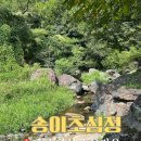 송이 초심정 이미지