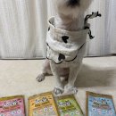 홍천 개아빠 이미지