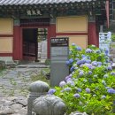 남해소담 | [남해 수국 명소] 7월 가볼만한 곳 제2회 수국 축제 경남 남해 용문사 꽃밭 개화 실시간 (+ 주차장...