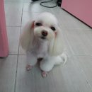 핑코애견 이미지