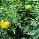 손해평가사 1차 이미지