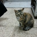 미스고PC 이미지