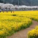 맹방유채꽃마을 이미지