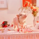 골드피그 이미지