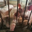 한라사료 이미지