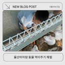 아미산농장 | 울산 아이랑 동물먹이주기 체험할수있는 하늘목장 주차장 부터 후기