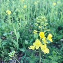 팔달대교 야경 이미지