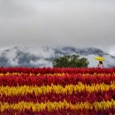 노란 우산을 쓴 여인 이미지