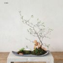 크로키아 이미지