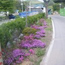 돼지네 울타리 이미지