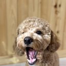 댕글로리 이미지