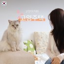 고영주택 | 김포 고양이카페 &#39;고영주택&#39; 예약부터 방문 후기