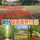 이순농장 | 아산 피나클랜드 수선화.튤립축제 요즘 가볼만한곳 아산 놀거리 추천
