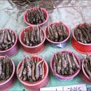 춘양약국 이미지