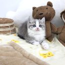 꼭이야 | 죽전고양이분양 찾는다면 꼭 읽어야 할 리얼 후기