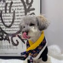 앙글몽글 이미지