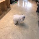 사라 양한방 동물병원 이미지