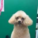 베리애견미용 이미지