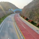 국도13호선 가로수 이미지