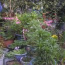 호랑가시나무민박 이미지