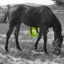 은석목장 이미지