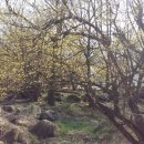 효자장창현지려 이미지