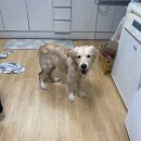 어벤독스 이미지