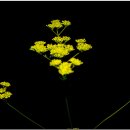 곰배령설피마을 이미지