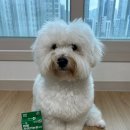 클립 | 다이소 강아지 해충방지클립 후기🐶 3,000원으로 모기·진드기 걱정 끝!