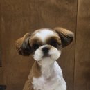 멜팅그루밍 이미지