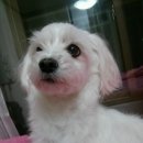 해피멍멍이 이미지