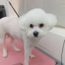 이뻐진개 이미지