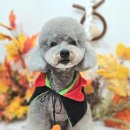 메리몰펫샵(사직점) 이미지