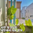 083.신천초교앞_1 | 치앙마이 여행 치앙마이 숙소 추천 Comfort Zone Hostel(내돈내산)