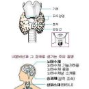 상습적으로 기운이 없고 맥이 빠지면 갑상선기능 검사를 하여보세요 이미지