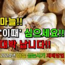 최적의 마늘 수확 시기 확인 중! *흑색썩음균핵병과 마늘 뽑는시기 / 말리기 이미지
