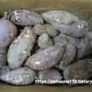 상마농장 티스토리