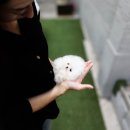 화이트켄넬(white-kennel) 이미지