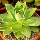 꿈의궁전 이미지