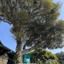 516로 | 사우스 포레스트_ 제주 맛집 내돈내먹 솔직 후기