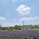 남주농장 | 청주 강내면 라벤더향기가득 ㅣ 더다락농장식물카페~💕💕