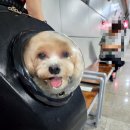 시현애견사랑 이미지