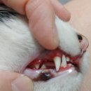 (주)일청덴탈약품 | 인터베리알파 첫 투약.