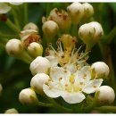 마가목민박 이미지