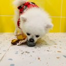 하이멍뭉 이미지