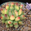 연지곤지 카페 이미지