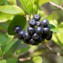 아로니아 이미지