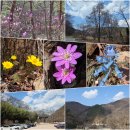 26, 3.21 경주 왕의길 &amp; 시부거리야생화 이미지