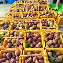 삼호농장 이미지