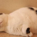 야금야금 이미지